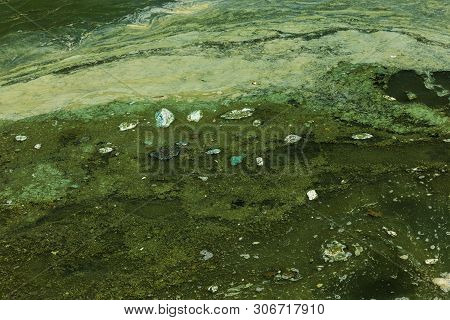 Dirty Wave With Old Dirty Algae. Dirty Seaweed Sea Surf Lines In Seaport. Dirty Sea, Environmental P