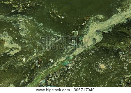 Dirty Wave With Old Dirty Algae. Dirty Seaweed Sea Surf Lines In Seaport. Dirty Sea, Environmental P