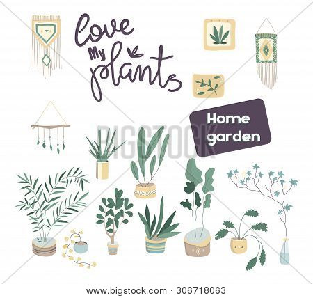House Plants. Flowerpot Isolated Objects, Houseplant Flower Pot Collection. Home Garden Clip Art Ill