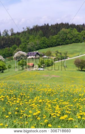 Beautiful Summer Landscape With Blooming Yellow Dandelions Around Zitkova Village, White Carpathians