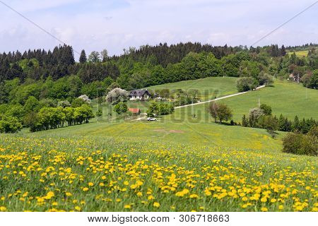 Beautiful Summer Landscape With Blooming Yellow Dandelions Around Zitkova Village, White Carpathians
