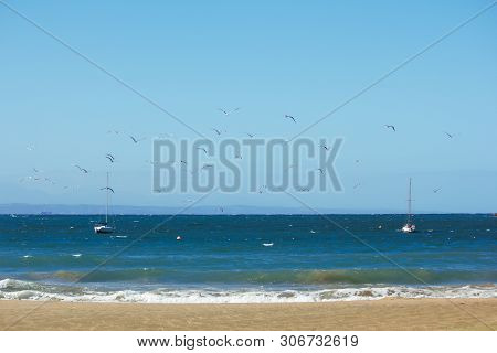 Sailing Yachts At Anchor Near Beach With Petrels Flying, Mossel Bay, South Africa