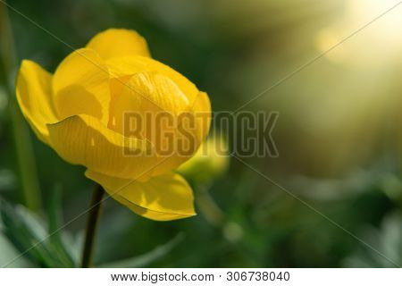 Wild Yellow Flowers Of The European Globeflower On The Forest Lawn Close Up, Copy Space