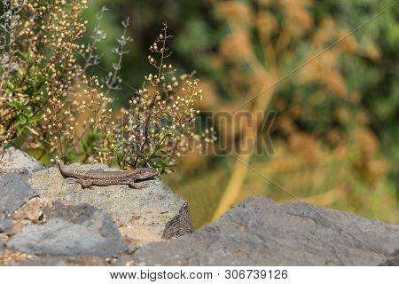 Canarian Reptile Tizon Azul. Lizard Heats Up In The Sun. National Park Teide, Tenerife