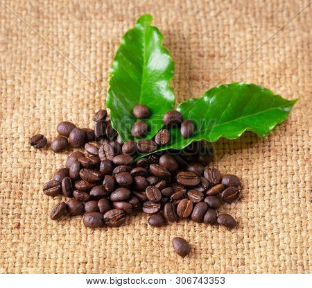 Roasted Coffee Bean On Linin Sack