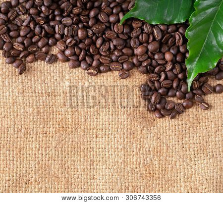 Roasted Coffee Bean On Linin Sack