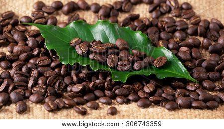 Roasted Coffee Bean On Linin Sack