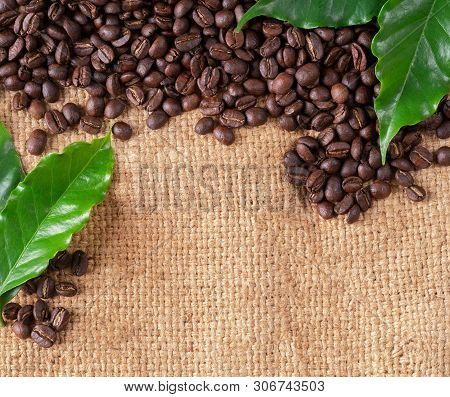 Roasted Coffee Bean On Linin Sack