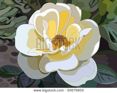 Rosa bianca