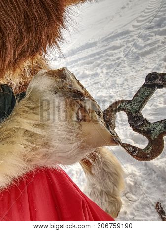 Farrier Trimming Horse Hoof With Hoof Pincer. Old Rusty Horse Owner Tools. Nesessary Equipment For C