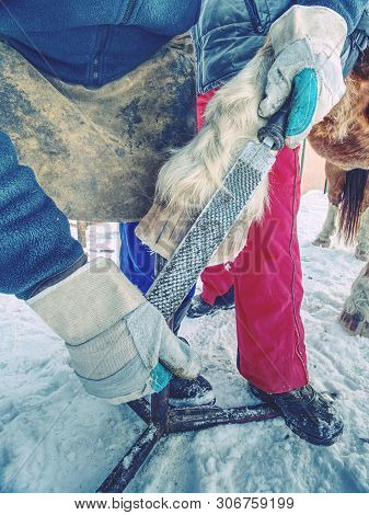 Farrier Clear Surface Of Horse's Hoof With Rough Rasp.