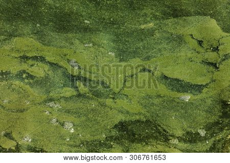 Dirty wave with old dirty algae. Dirty seaweed sea surf lines in seaport. Dirty sea, environmental p