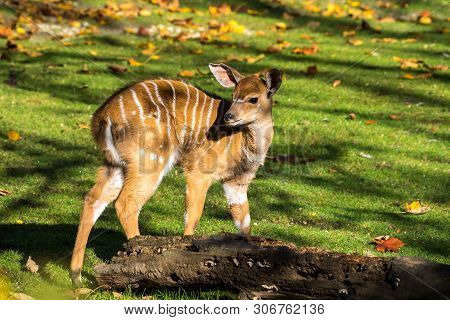 The Nyala, Tragelaphus Angasii Is A Spiral-horned Antelope Native To Southern Africa. It Is A Specie