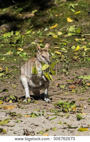 The Agile Wallaby, Macropus Agilis Also Known As The Sandy Wallaby Is A Species Of Wallaby Found In 