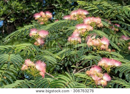 Beautiful pink and white fuzzy blooms of a Persian Silk Tree, often also called a Mimosa Tree