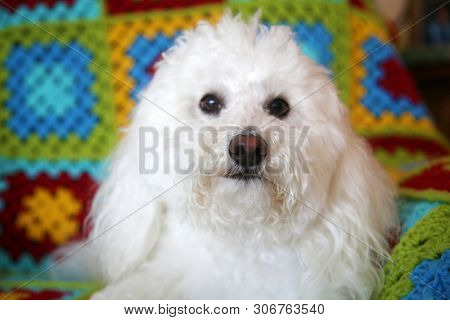 Maltese Dog on quilted background. White Maltese Dog sits on a colorful afghan quilt background.  
