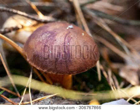 Edible Polish Mushroom (polonica Boletus) In Pine Forest, Macro