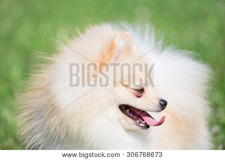 Cute Pomeranian Spitz Puppy Cream Colored Close Up. Deutscher Spitz Or Zwergspitz.