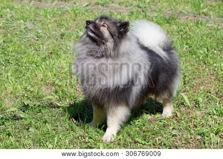 Deutscher Wolfspitz Is Standing On A Spring Meadow. Keeshond Or German Spitz.