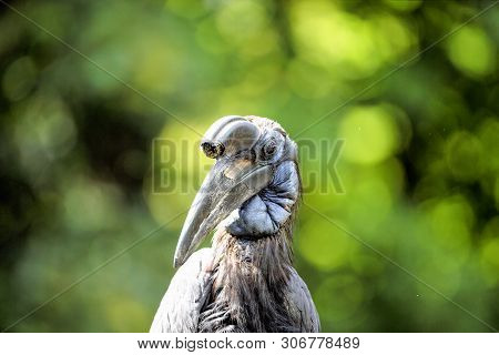 The Abyssinian Northern Ground Hornbill, Bucorvus Abyssinicus Or Northern Ground Hornbill Is An Afri