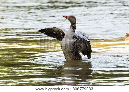 The Greylag Goose, Anser Anser Is A Species Of Large Goose In The Waterfowl Family Anatidae And The 