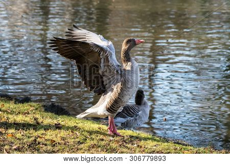 The Greylag Goose, Anser Anser Is A Species Of Large Goose In The Waterfowl Family Anatidae And The 