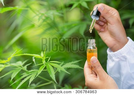 A Woman Holding A Dropper With An Oil Product, Concept Of Herbal Alternative Medicine, Cbd Hemp Oil,