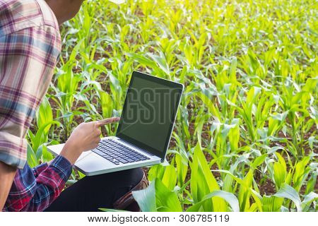 Agronomist Examining Plant In Corn Field, Couple Farmer And Researcher Analyzing Corn Plant.