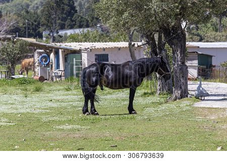 A Herd Of Horses Grazing On A Mountain Meadow With Grass On A Sunny Spring Evening (greece, Andros I