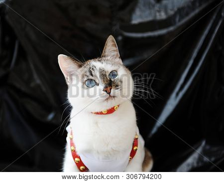 White Blue-eyed Cute Cat Dressed In T-shirt And A Red Leather Harness. Stylish Outfit With Accessori