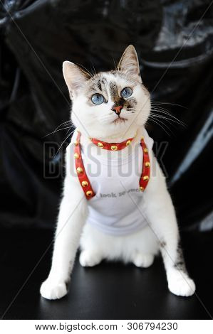White Blue-eyed Cute Cat Dressed In T-shirt And A Red Leather Harness. Stylish Outfit With Accessori