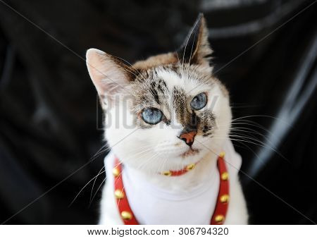 White Blue-eyed Cute Cat Dressed In T-shirt And A Red Leather Harness. Stylish Outfit With Accessori
