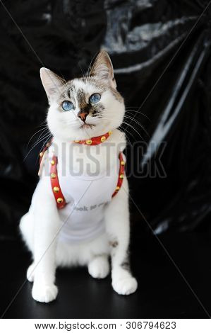 White Blue-eyed Cute Cat Dressed In T-shirt And A Red Leather Harness. Stylish Outfit With Accessori
