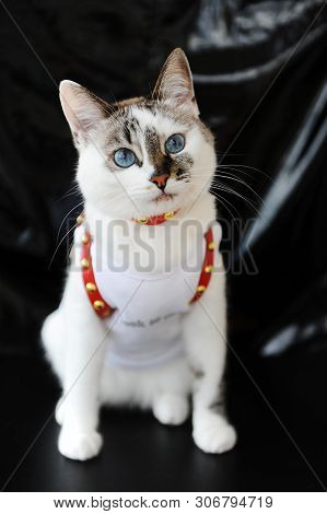 White Blue-eyed Cute Cat Dressed In T-shirt And A Red Leather Harness. Stylish Outfit With Accessori
