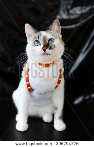 White Blue-eyed Cute Cat Dressed In T-shirt And A Red Leather Harness. Stylish Outfit With Accessori