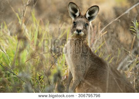 Cute Australian Kangaroo