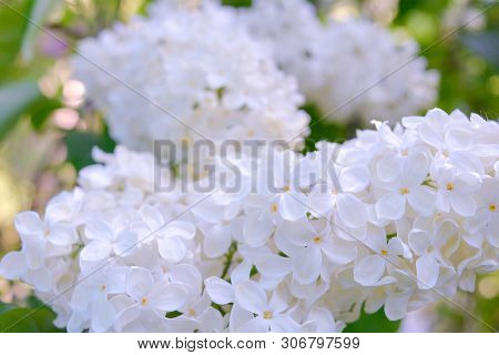 White Lilac Shrub Flowers Blooming In Spring Garden. Common Lilac Syringa Vulgaris Bush. Close-up Wi
