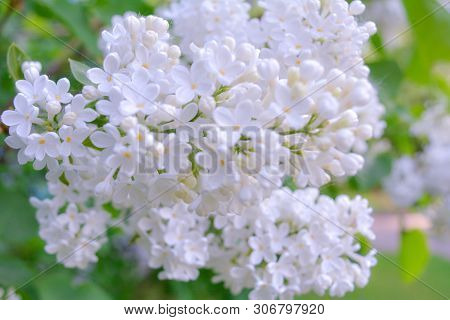 White Lilac Shrub Flowers Blooming In Spring Garden. Common Lilac Syringa Vulgaris Bush. Close-up Wi