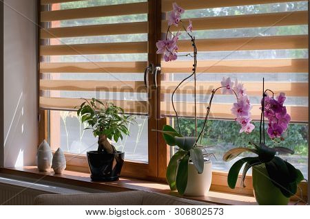 Window Roller, Duo System Day And Night. Morning Light Shining Through The Window.