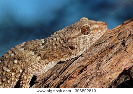 Portrait of a bibron gecko (Pachydactylus bibronii), Kalahari desert, South Africa