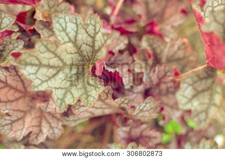 Heuchera Micrantha Plants With Red Leaves Background