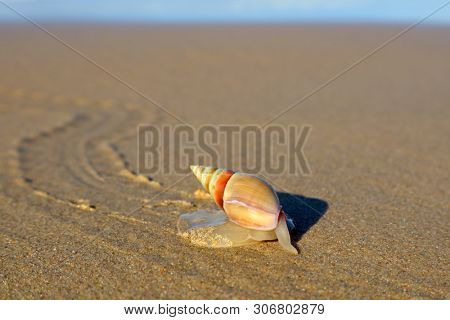 Plough snail (Bulliua digitalis), a species of sea snail, on the beach, South Africa 