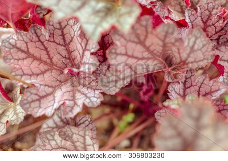 Heuchera Micrantha Plants With Red Leaves Background