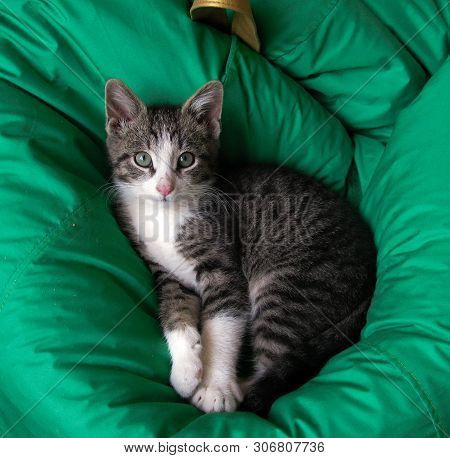 Cute Kitty Lying On A Pillow, Just Woke Up.