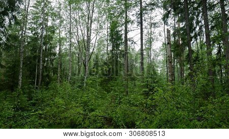 Old Forest With Trees And Green Plants.