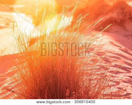Sunset On The Sand Beach With Beach Beachgrass