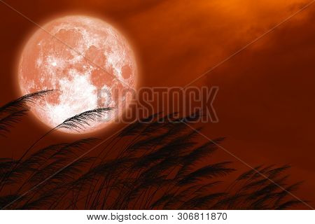 Full Strawberry Moon On Night Red Sky Back Silhouette Grass Flowers