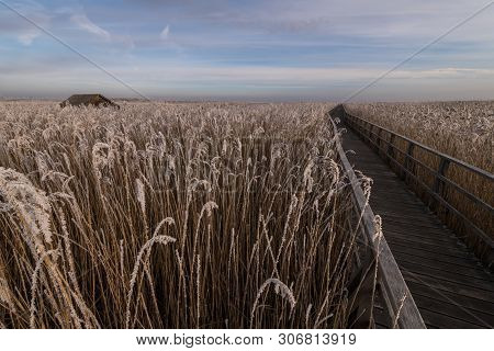 Nature Reserve Federsee, Bad Buchau, Baden-wurttemberg, Germany