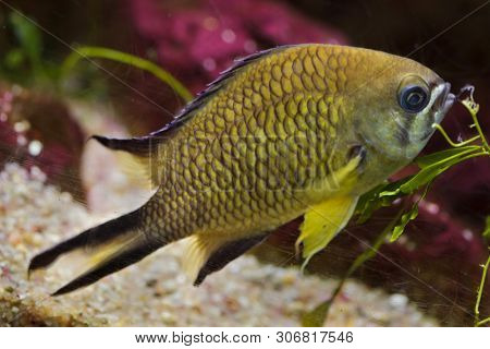 Azores chromis (Chromis limbata), also known as the Atlantic chromis. 