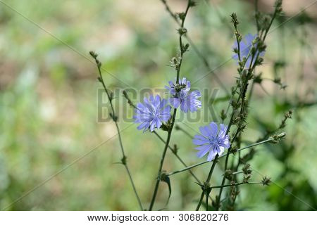 Blue Flowers Of Chicory On A Summer Meadow Close Up
